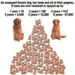 spay and neuter awareness month
